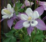 Columbines