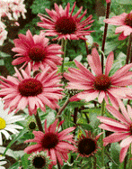 Coneflowers