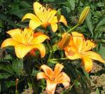 Daylilies