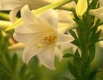 Easter Lilies