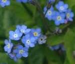 Forget-Me-Nots