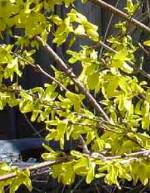 Forsythia