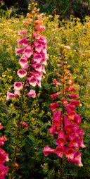 Foxglove