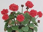 Geraniums