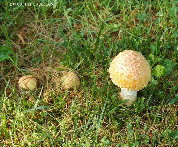 3 mushrooms growing in or back yard.