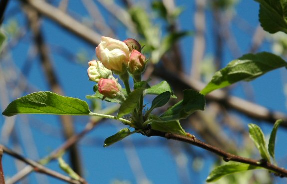 Apple Blossoms