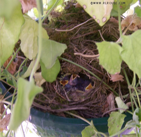 Baby wrens in a nest in a hanging basket.