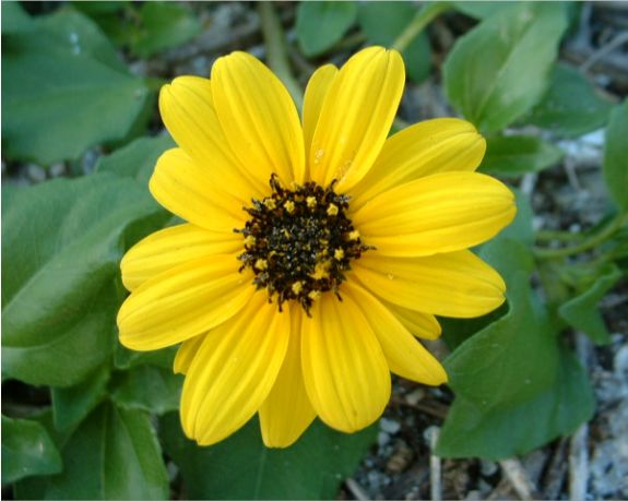 A Beautiful Beach Sunflower