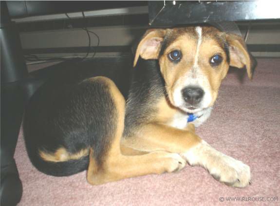 Cindy, Olivia's beagle puppy