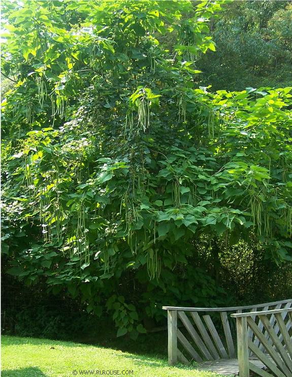 Mom's Bean Tree