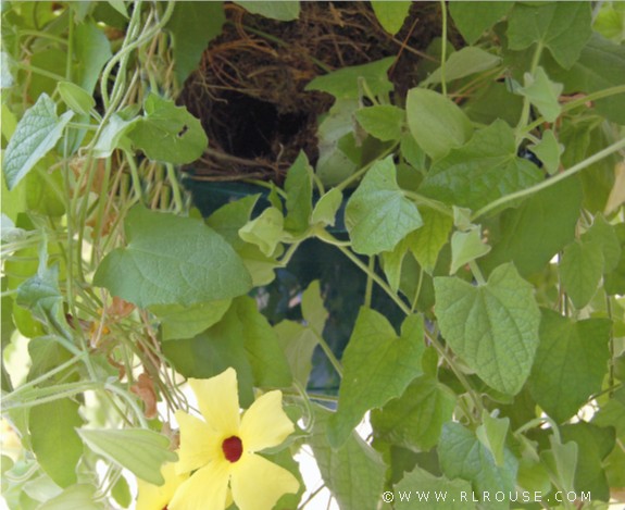 Bird nest inside mom's hanging plant.