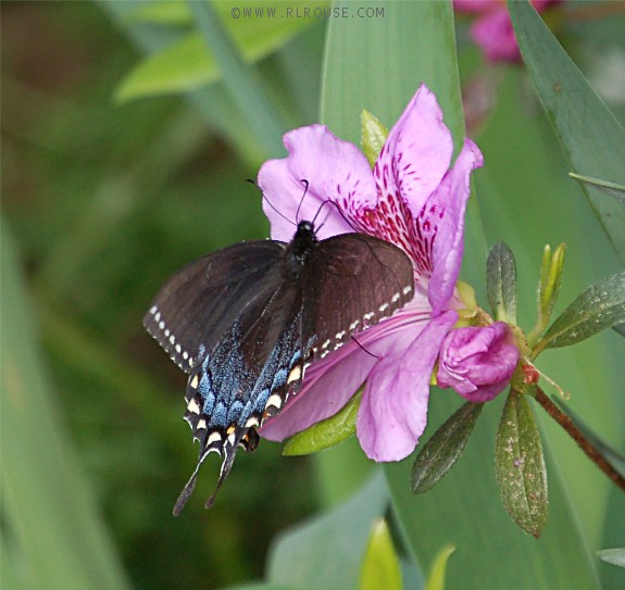 A butterfly drawing nectar from an azalea blossom.