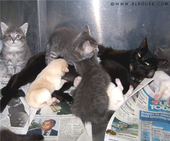 A momma cat nursing three puppies.