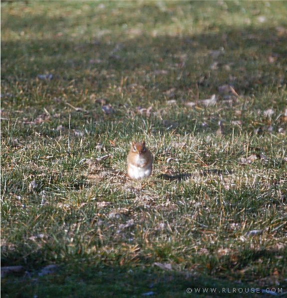 The chipmunk living in our backyard.