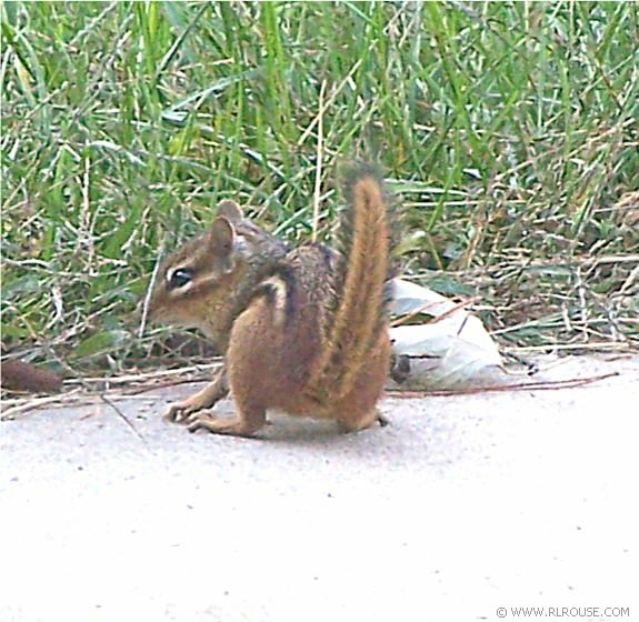 A chipmunk