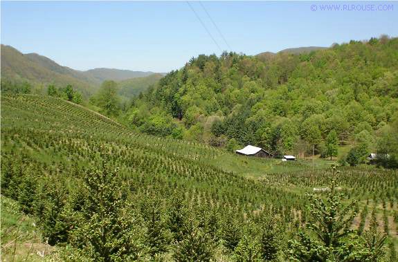 Christmas Tree farm in Taylors Valley, Va