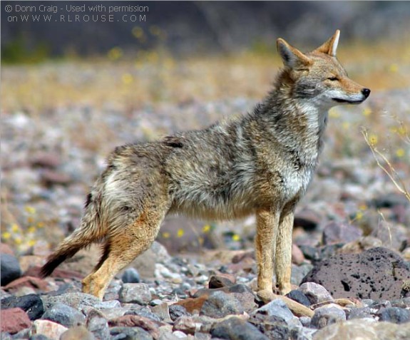 Coyote