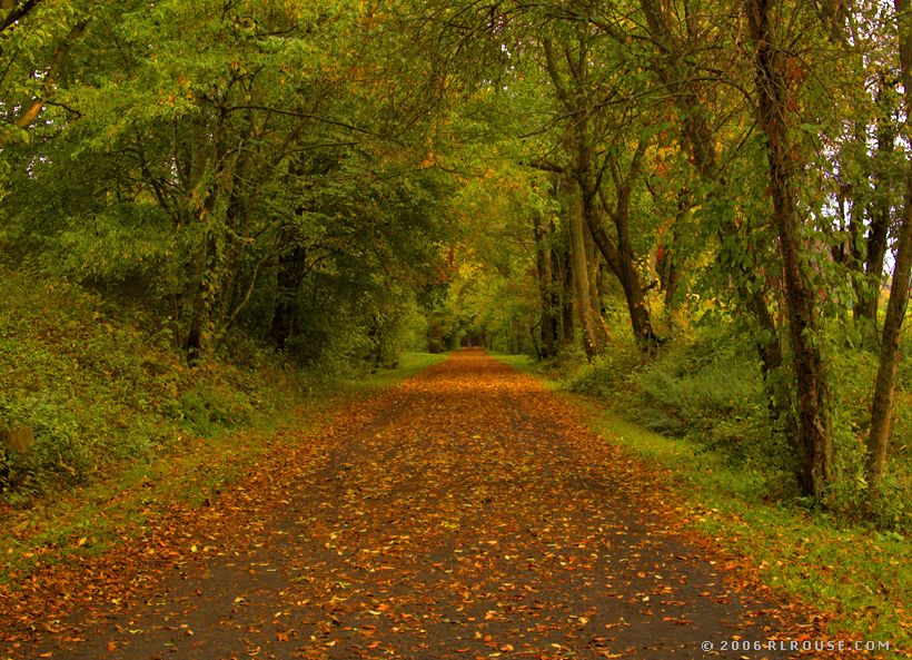 Autumn Leaves on the Virginia Creeper Trail.