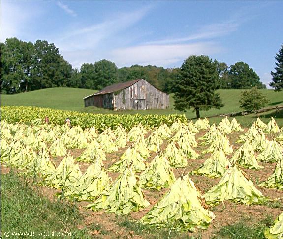 Cutting tobacco on an Abingdon, Virginia Farm