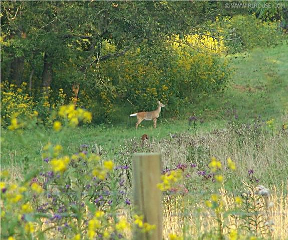 A deer standing in the field across from Uncle Jerry's house.