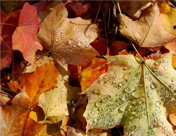 Morning dew on autumn leaves.