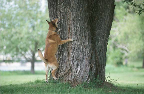 Photo of a dog barking up a tree