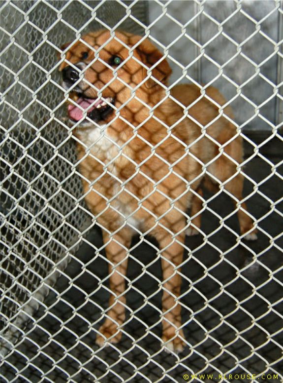 The Washington County Animal Shelter