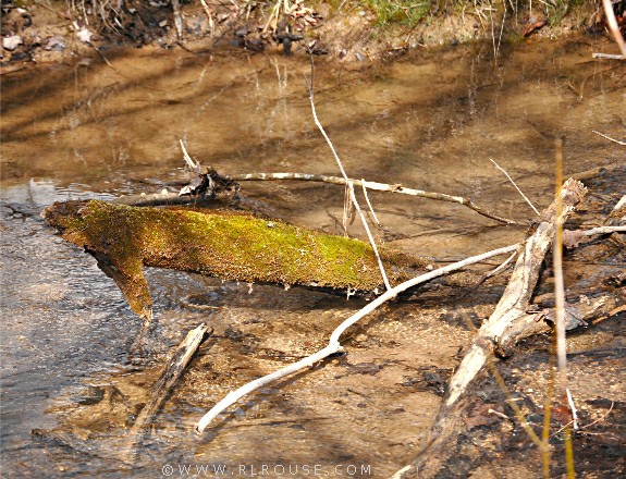 Several pieces of driftwood sticking up out of our creek bed.