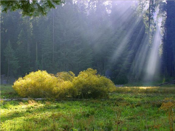 Sunlight streaming into a forest clearing.