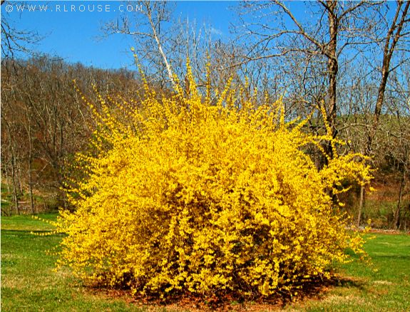 Forsythia