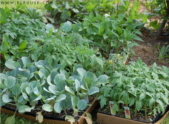 Vegetable plants fo my brother's garden.