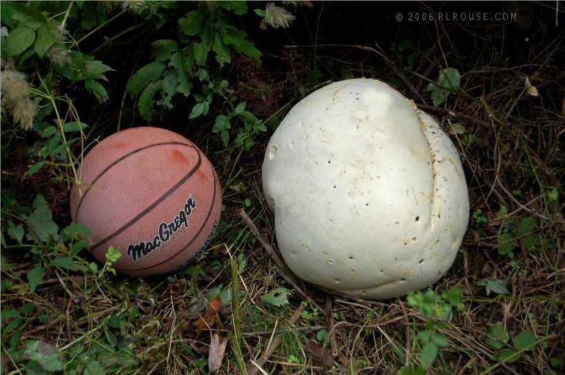 The largest mushroom I've ever seen.