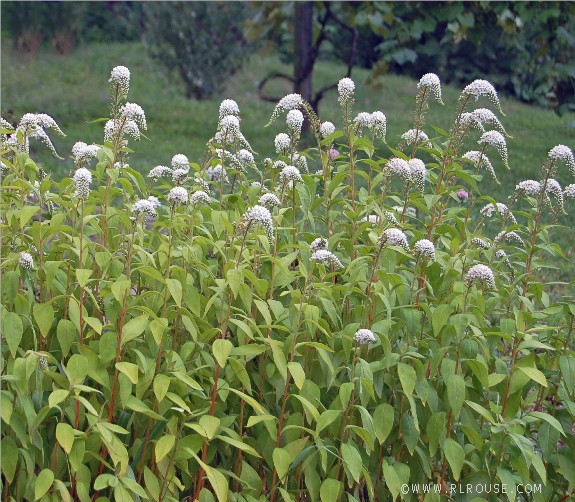 Gooseneck Loosestrife growing in mom's garden.