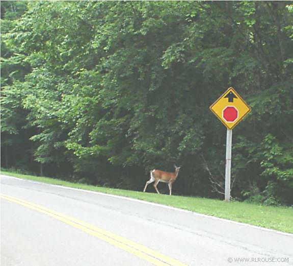 Deer Obeying A Stop Sign