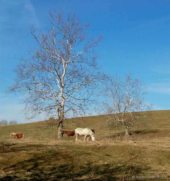 Horses in Abingdon, Virginia.