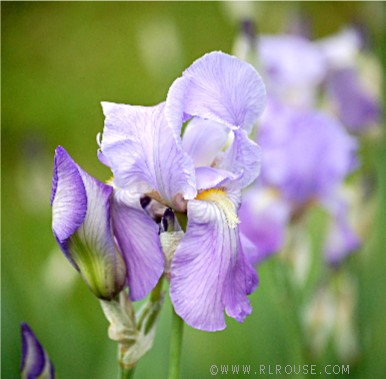 A single iris...