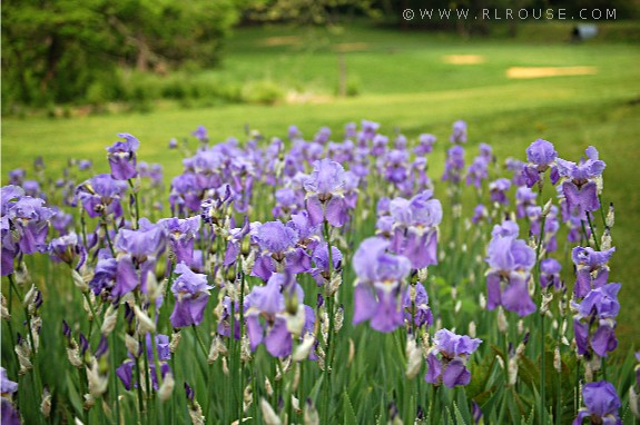 Irises in bloom.