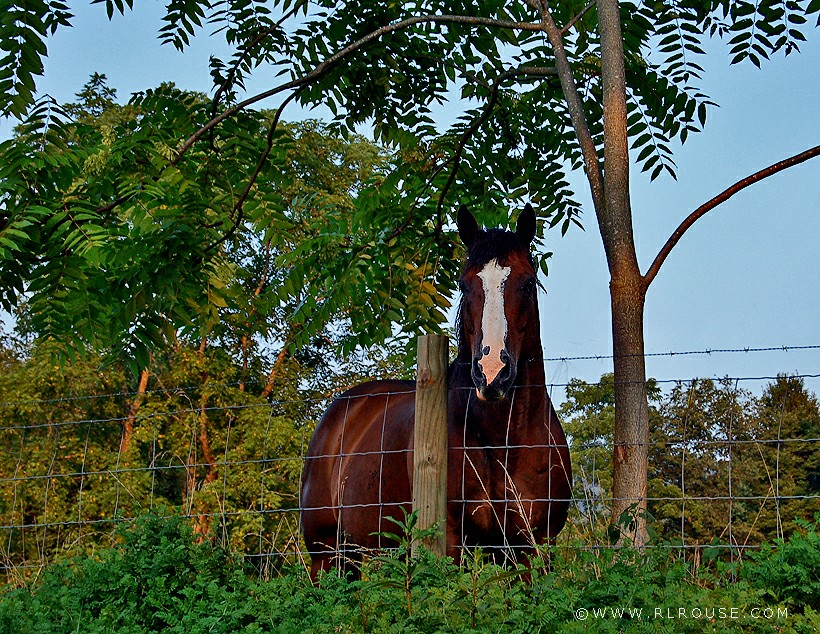A horse that lives across the road from Uncle Jerry.