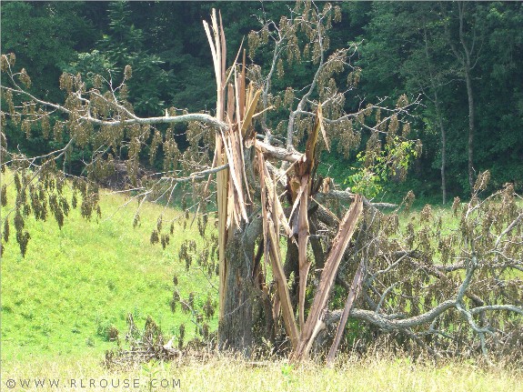 A locust tree destroyed by lightning.