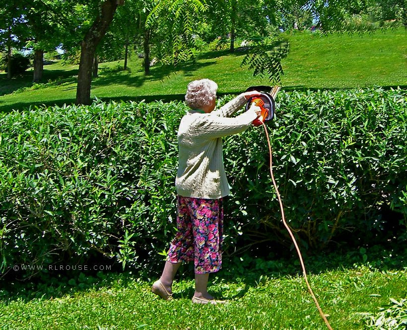 Mom trimming her forsythia bushes.