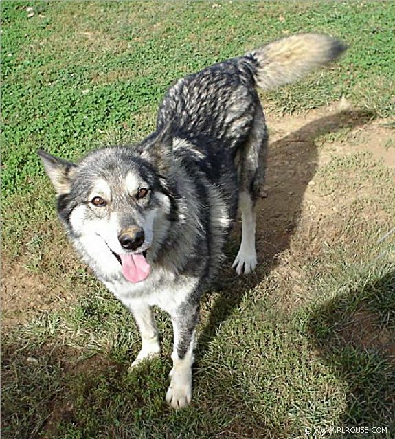 Our Malanute Nanook