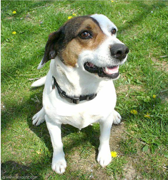Uncle Z.R.'s Dog Petey