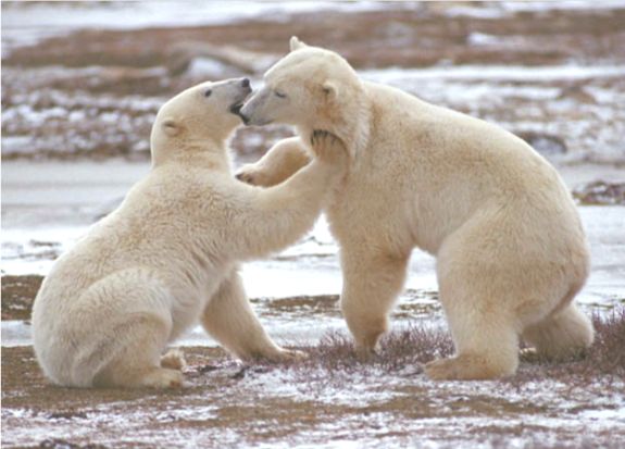 Polar Bear Cubs