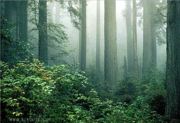 Redwood National Park in Northern California.