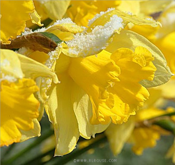 Snow on the daffodils in our garden.