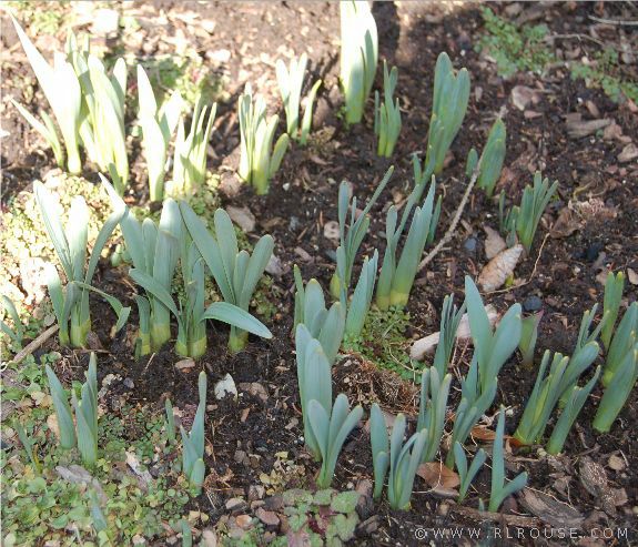 Spring Flowers