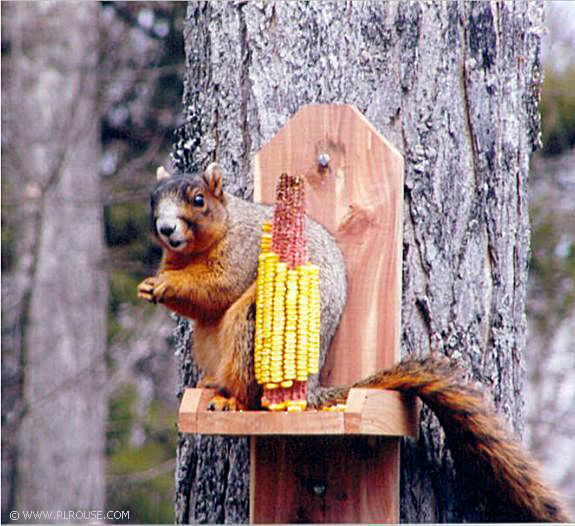 Squirrel Feeder