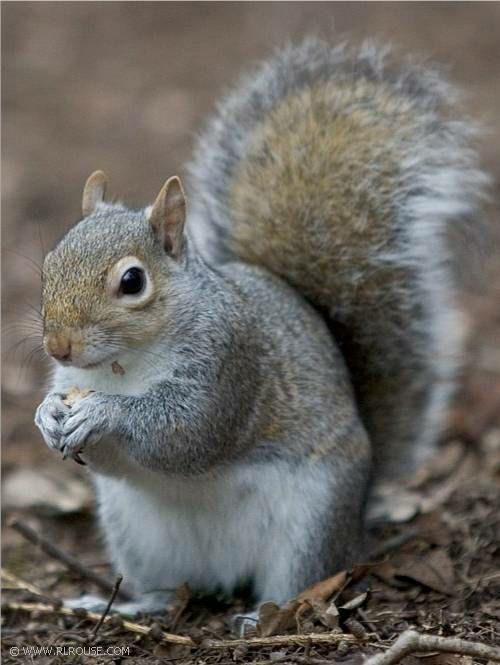 Squirrel