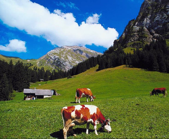 Cows Grazing In The Swiss Alps