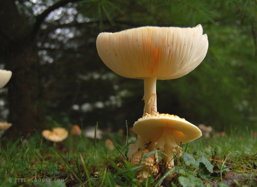 Toadstools